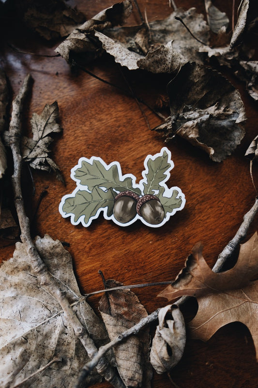 Acorn & Oak Leaves | Medium Sticker